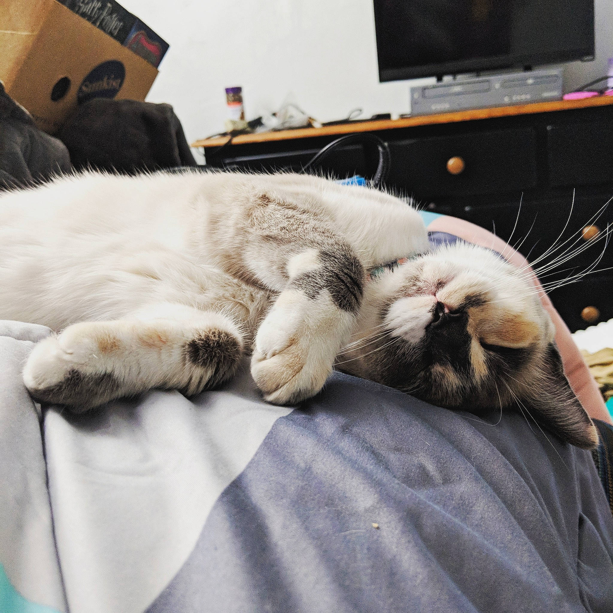 Dani is registered to the contest to win money with this photo: carnivore, cat, claw, comfort, ear, european_shorthair, felidae, fur, nap, paw, polydactyl_cat, sand, sleep, small_to_medium_sized_cats, tabby_cat, whiskers