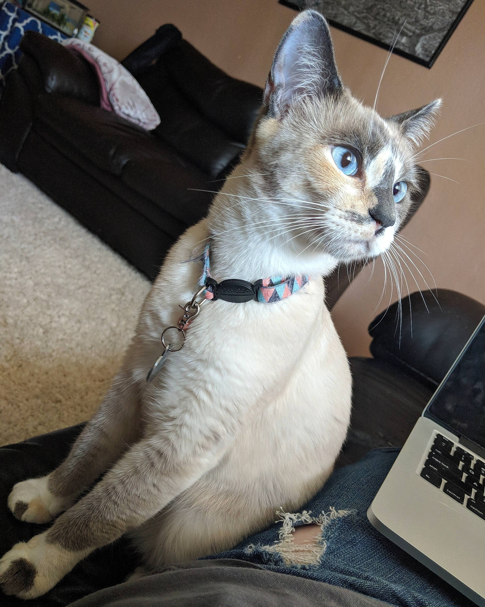 Dani is registered to the contest to win money with this photo: asian, carnivore, cat, colorpoint_shorthair, domestic_short_haired_cat, fawn, felidae, mammal, siamese, small_to_medium_sized_cats, thai, tonkinese, whiskers