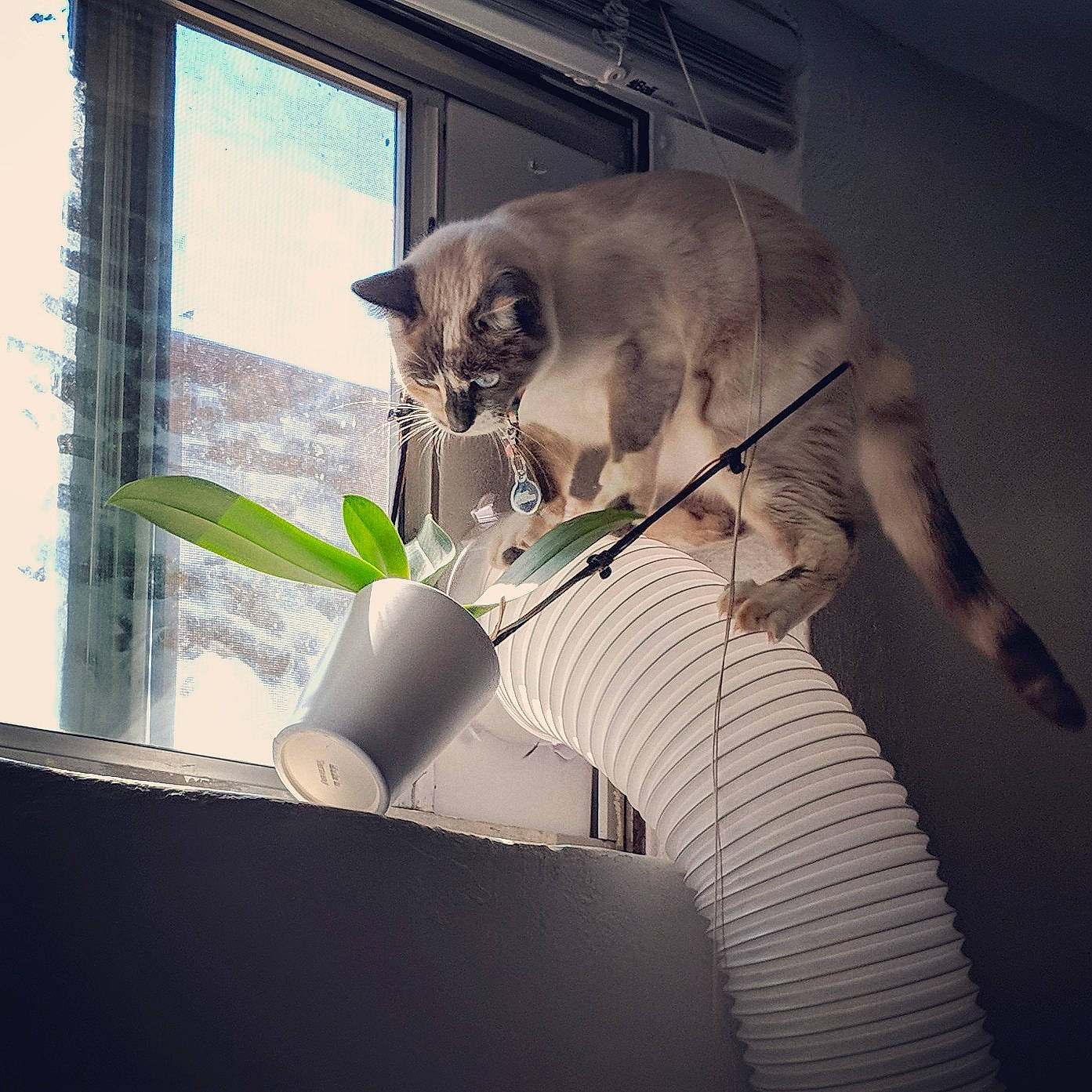 Dani joined the competition — help win amazing prizes! carnivore, cat, felidae, russian_blue, small_to_medium_sized_cats, tonkinese, whiskers, window
