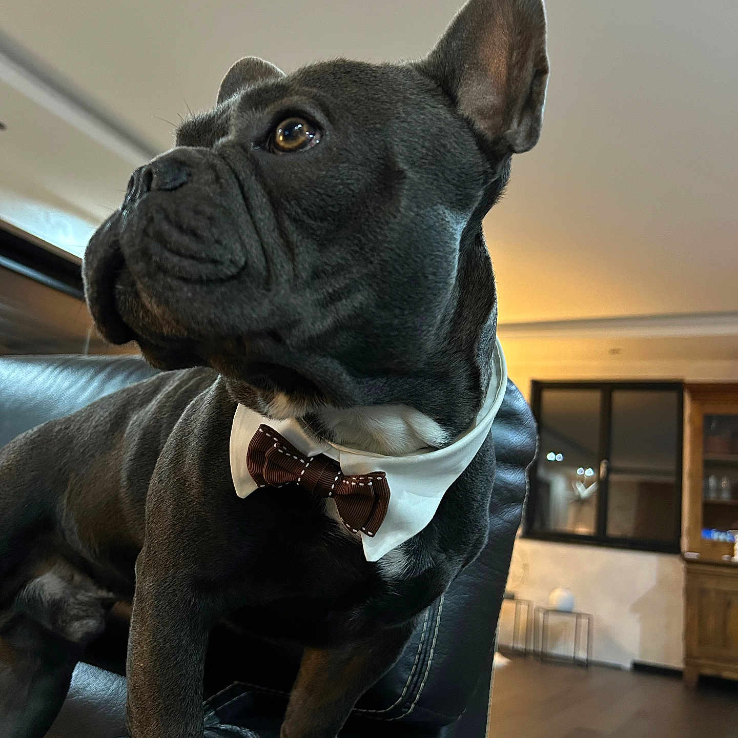 Vador a rejoint le concours — aidez-le/la à gagner de superbes lots ! animal, architecture, boxer, building, bulldog, canine, couch, dog, frenchbulldog, furniture, hardwood, indoors, interiordesign, livingroom, pet, pitbull, puppy, room, shelf, wood