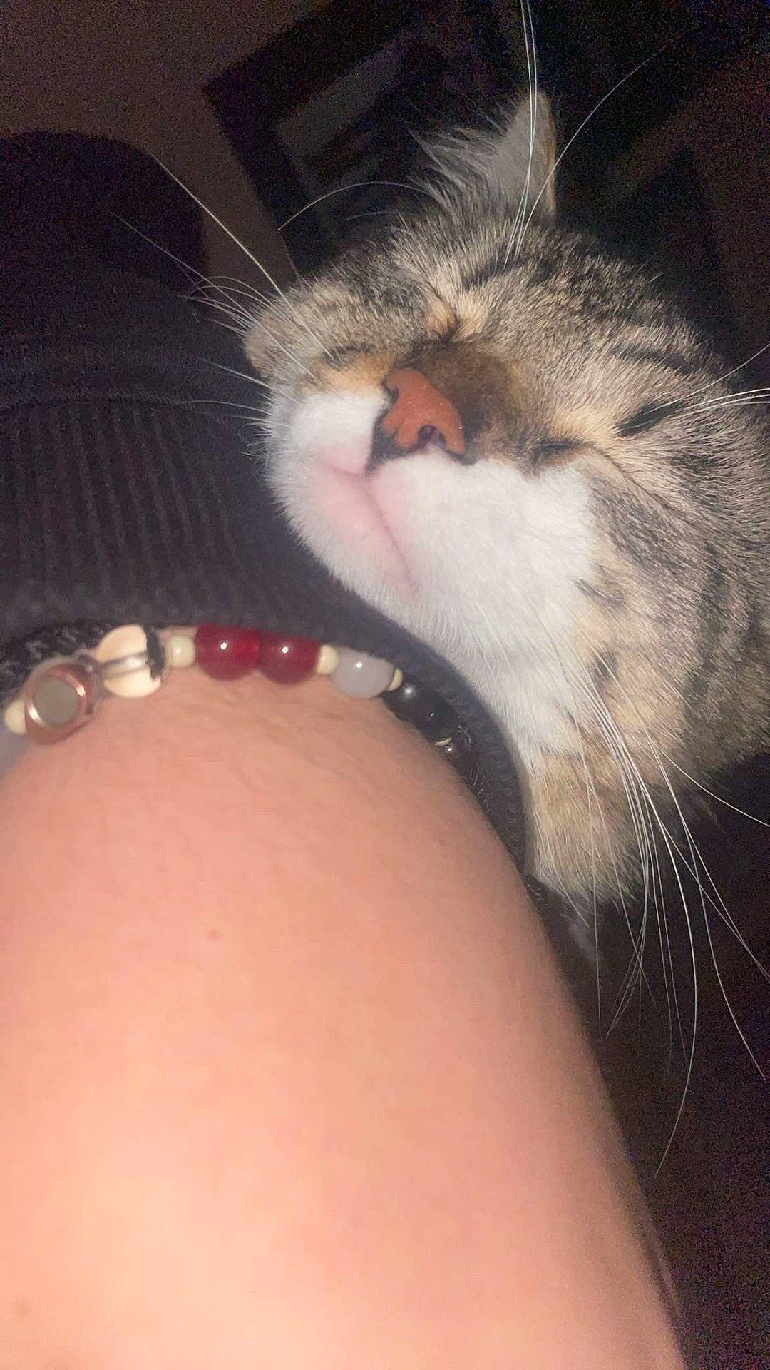 Idah Bear is registered to the contest to win money with this photo: arm, beaded_jewelry, bracelet, cat, close_up, content, cozy, face, flash_lighting, fur, human_skin, indoor, muzzle, night, nose, pet, portrait, sleeping, tabby_cat, whiskers