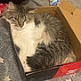 Idah Bear is registered to the contest to win money with this photo: cat, tabby, cardboard_box, carpet, indoor, fluffy, pet, animal, resting, cozy, sleepy, feline, cute, domestic, box, floor, pattern, star, relaxing, household