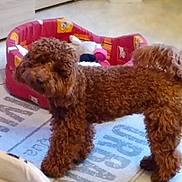 Vahinée participe au concours pour gagner de l'argent avec cette photo : animal, canine, dog, dogbed, head, person, pet, poodle, puppy, sleeping, terrier