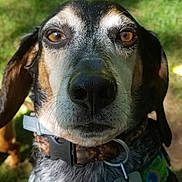 Henry is registered to the contest to win money with this photo: dog, close_up, outdoor, pet, animal, collar, tag, brown_eyes, face, fur, ears, snout, nose, looking, portrait, domestic_animal, nature, grass, daylight, canine