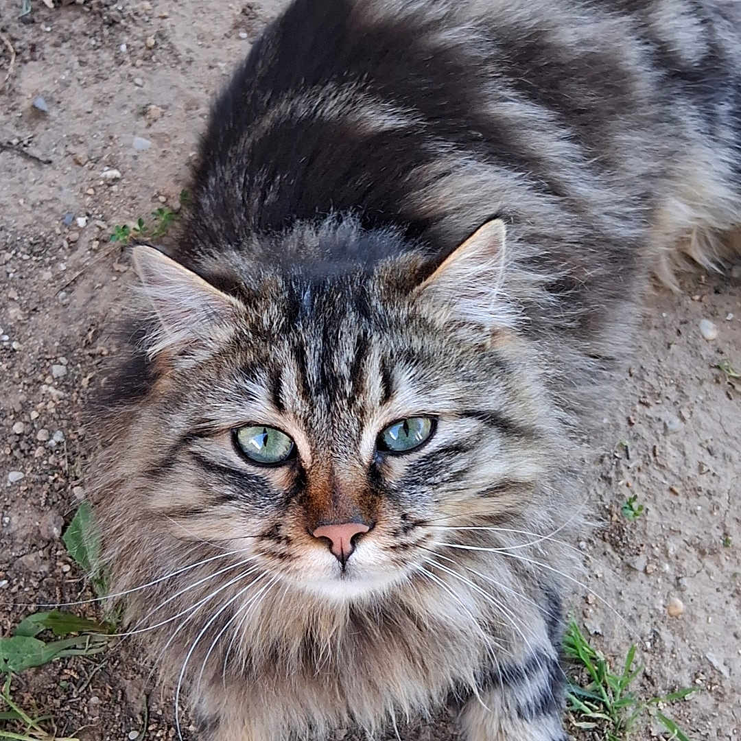 Bobby participe au concours pour gagner de l'argent avec cette photo : animal, cat, closeup, curious, cute, dirt, fluffy, fur, grass, green_eyes, lying_down, mammal, nature, outdoor, pet, portrait, relaxed, striped, tabby, whiskers