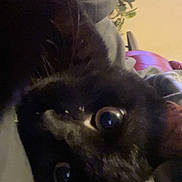 Mittens joined the competition — help win amazing prizes! cat, black_cat, close_up, indoor, curious_eyes, furry, pet, animal, hand, sleeve, furniture, plant, home, cozy, background, window, blur, whiskers, face, looking