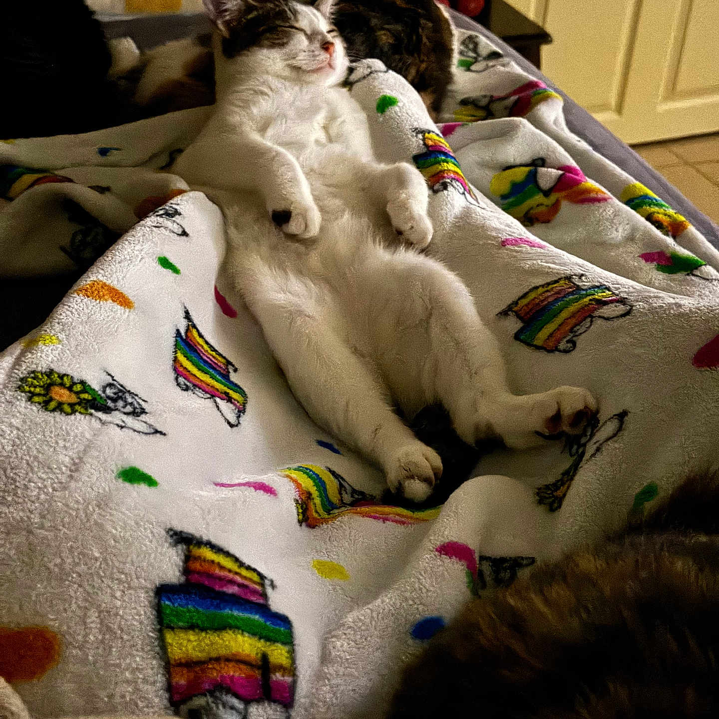 Mia joined the competition — help win amazing prizes! animal, bed, blanket, cat, colorful, comfort, cozy, cute, domestic, feline, fur, indoor, pattern, paw, pet, rainbow, relaxed, resting, sleeping, tabby