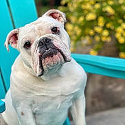 Josie joined the competition — help win amazing prizes! bulldog, dog, pet, white_dog, white_fur, wrinkles, underbite, teeth, adirondack_chair, turquoise_chair, sitting, close_up, portrait, bokeh, yellow_flowers, garden, outdoor, grass, adorable, attentive