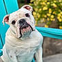 bulldog, dog, pet, white_dog, white_fur, wrinkles, underbite, teeth, adirondack_chair, turquoise_chair, sitting, close_up, portrait, bokeh, yellow_flowers, garden, outdoor, grass, adorable, attentive