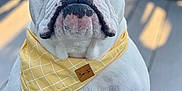 Josie is registered to the contest to win money with this photo: dog, bulldog, pet, white_coat, yellow_bandana, bandana, portrait, close_up, outdoor, wooden_deck, sitting, wrinkled_face, droopy_jowls, short_muzzle, stoic_expression, black_nose, ears, eyes, fur, accessory