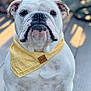 dog, bulldog, pet, white_coat, yellow_bandana, bandana, portrait, close_up, outdoor, wooden_deck, sitting, wrinkled_face, droopy_jowls, short_muzzle, stoic_expression, black_nose, ears, eyes, fur, accessory