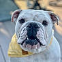 Josie is registered to the contest to win money with this photo: dog, bulldog, pet, white_fur, wrinkled_face, bandana, yellow_bandana, close_up, portrait, muzzle, nose, eyes, ears, teeth, underbite, shallow_depth_of_field, outdoor, wooden_deck, adorable, playful