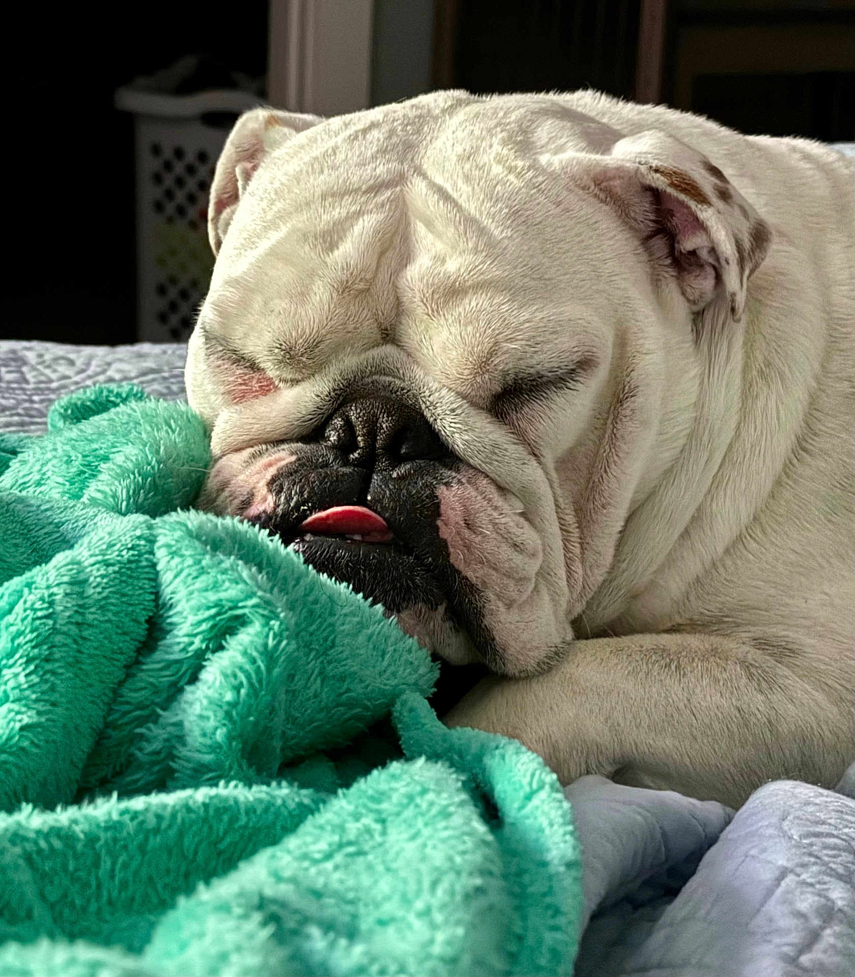 Josie is registered to the contest to win money with this photo: english_bulldog, dog, sleeping_dog, tongue_out, blanket, teal_blanket, close_up, pet, wrinkled_skin, white_fur, indoor, bed, cozy, resting, muzzle, snout, portrait, animal, nap, domestic_pet