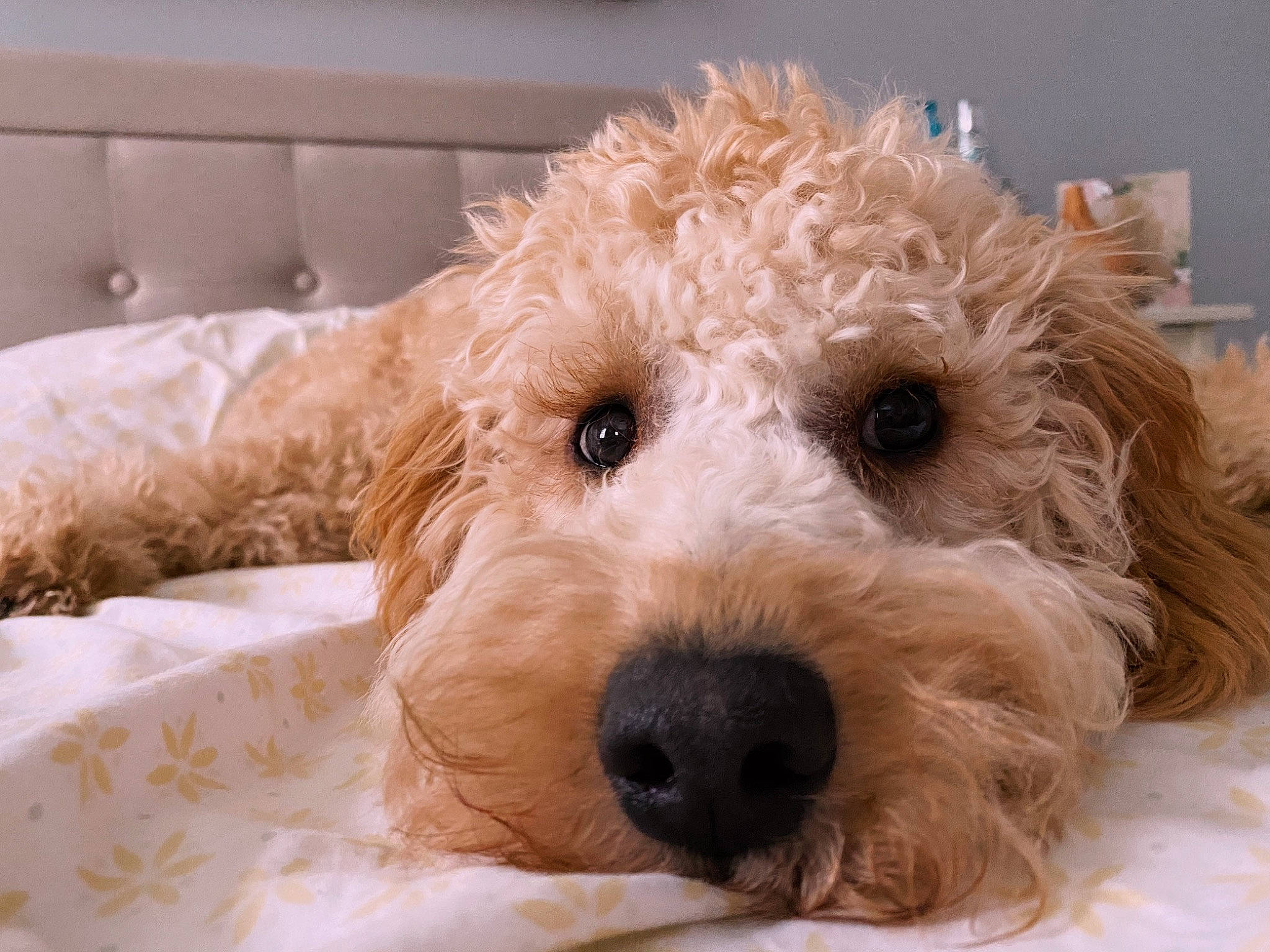 Daisy is registered to the contest to win money with this photo: canidae, carnivore, companion_dog, dog, dog_breed, fawn, fur, labradoodle, pet_supply, poodle, small_terrier, snout, sporting_group, stuffed_toy, terrestrial_animal, terrier, toy, toy_dog, water_dog, working_animal