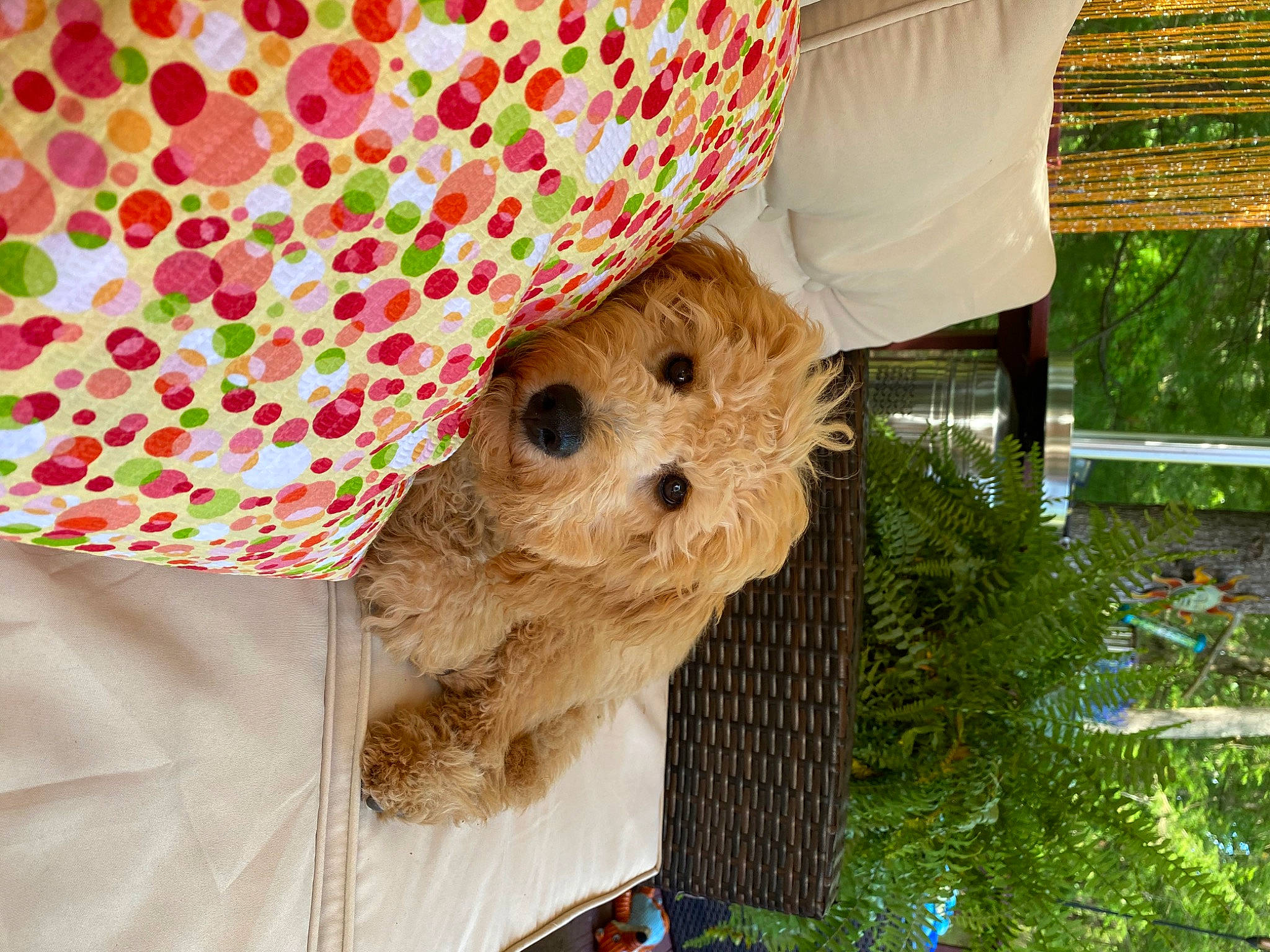Daisy is registered to the contest to win money with this photo: basket, carnivore, companion_dog, dog, dog_breed, dog_clothes, dog_supply, fashion_accessory, fawn, fur, linens, pattern, pet_supply, sporting_group, stuffed_toy, textile, throw_pillow, toy_dog, wood, working_animal