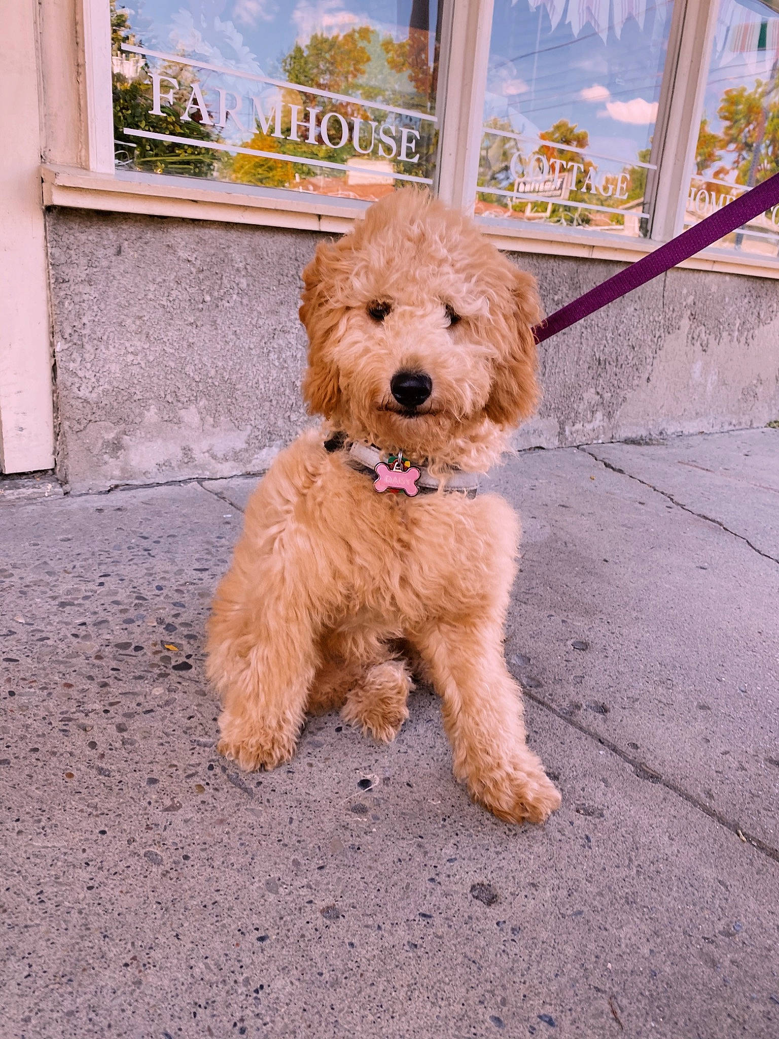 Daisy is registered to the contest to win money with this photo: asphalt, canidae, carnivore, companion_dog, dog, dog_breed, dog_supply, driveway, flooring, fur, road_surface, sidewalk, small_terrier, snout, sporting_group, street, terrier, toy_dog, water_dog, yorkipoo