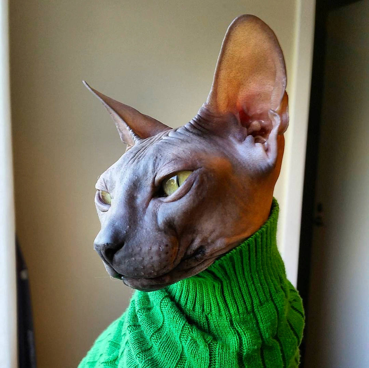 Mishka is registered to the contest to win money with this photo: art, carnivore, cat, cat_supply, craft, creative_arts, domestic_short_haired_cat, ear, fawn, felidae, fur, peterbald, rex_cat, small_to_medium_sized_cats, snout, sphynx, terrestrial_animal, whiskers, window