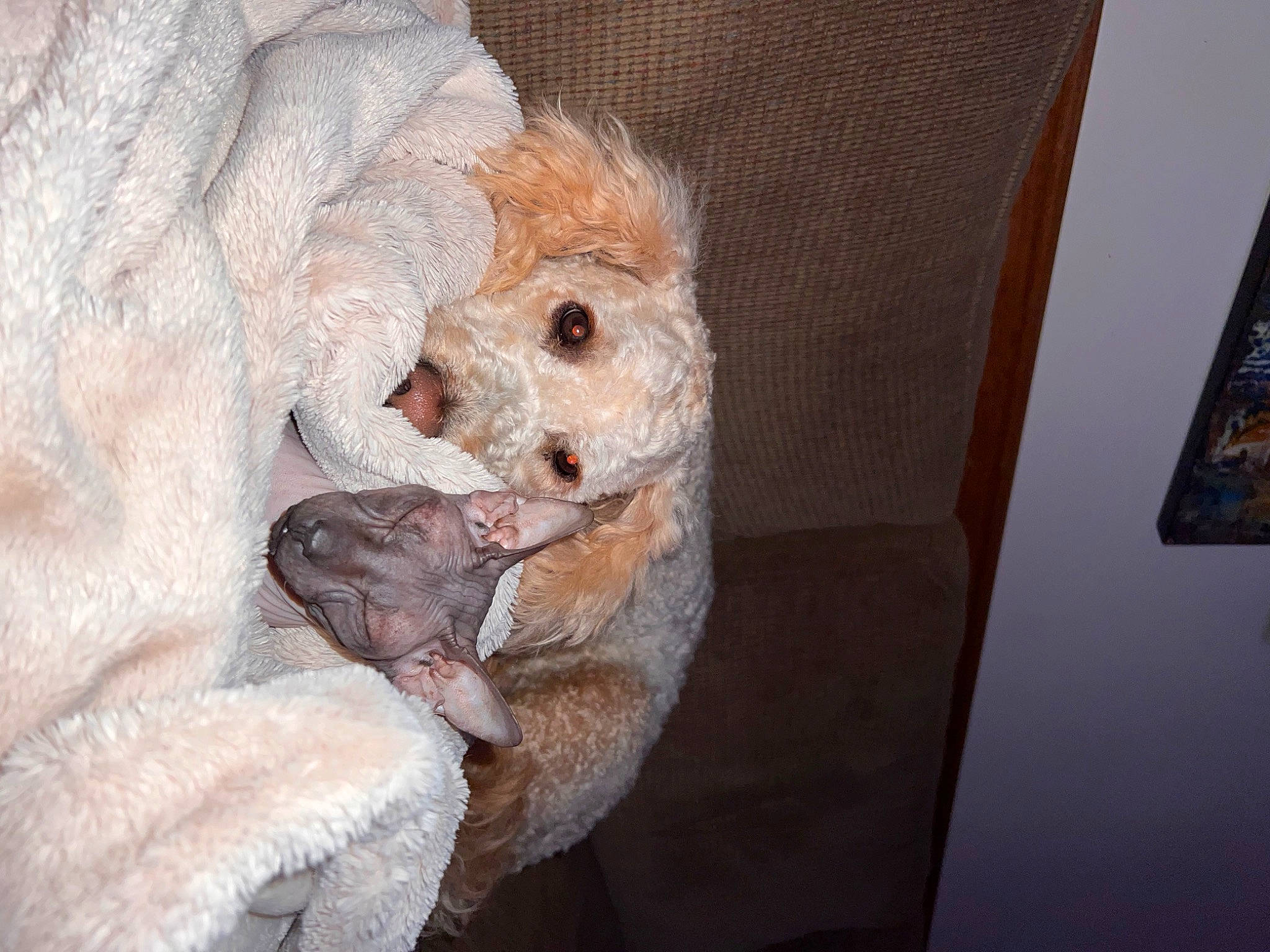 Mishka joined the competition — help win amazing prizes! canidae, carnivore, claw, companion_dog, dog, dog_breed, fawn, felidae, foot, fur, non_sporting_group, paw, small_to_medium_sized_cats, snout, sporting_group, tail, toy_dog, whiskers, wood, working_animal