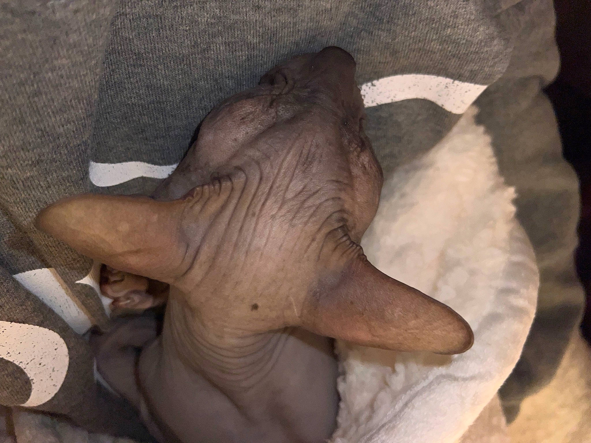 Mishka joined the competition — help win amazing prizes! fawn, flesh, foot, gesture, horn, human_leg, jaw, liver, paw, plant, snout, tail, terrestrial_animal, wildlife, wood, working_animal, wrinkle