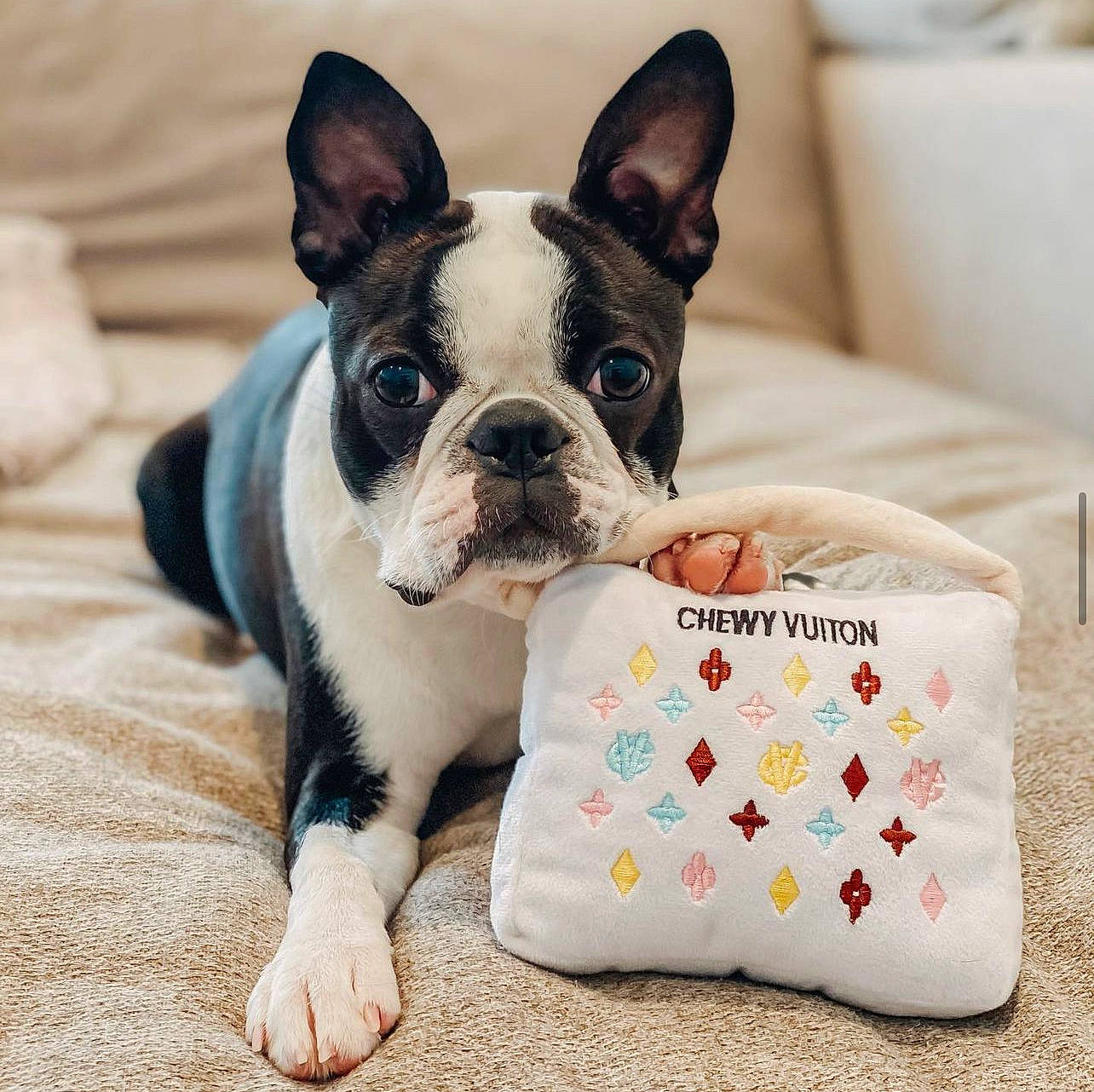 Luna is registered to the contest to win money with this photo: bulldog, canidae, carnivore, comfort, companion_dog, dog, dog_breed, dog_supply, ear, fawn, french_bulldog, linens, pattern, snout, sporting_group, terrestrial_animal, throw_pillow, whiskers, working_animal, wrinkle