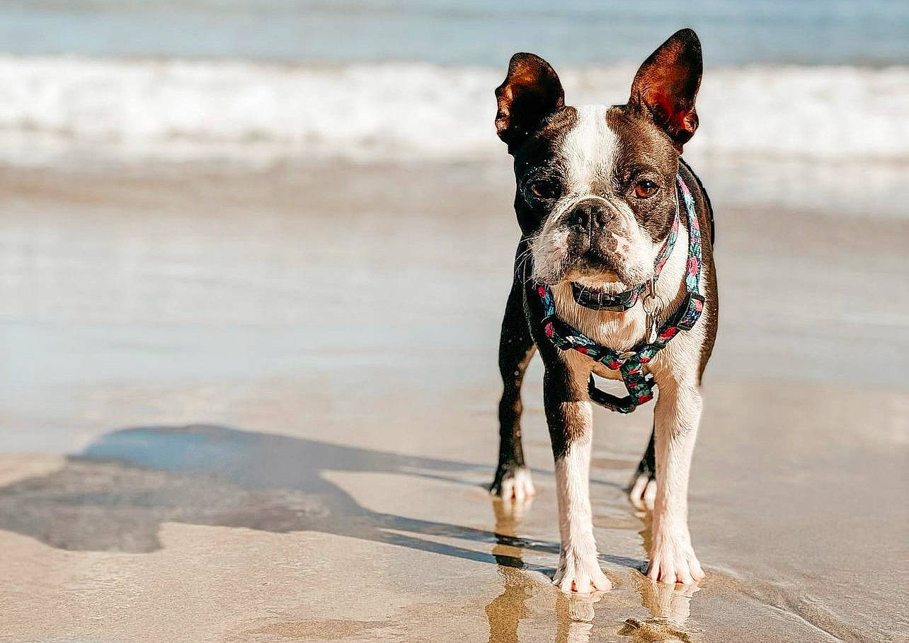 Luna is registered to the contest to win money with this photo: beach, canidae, carnivore, collar, companion_dog, dog, dog_breed, dog_collar, dog_supply, eyewear, fashion_accessory, fawn, french_bulldog, leash, pet_supply, snout, sporting_group, water, whiskers, working_animal