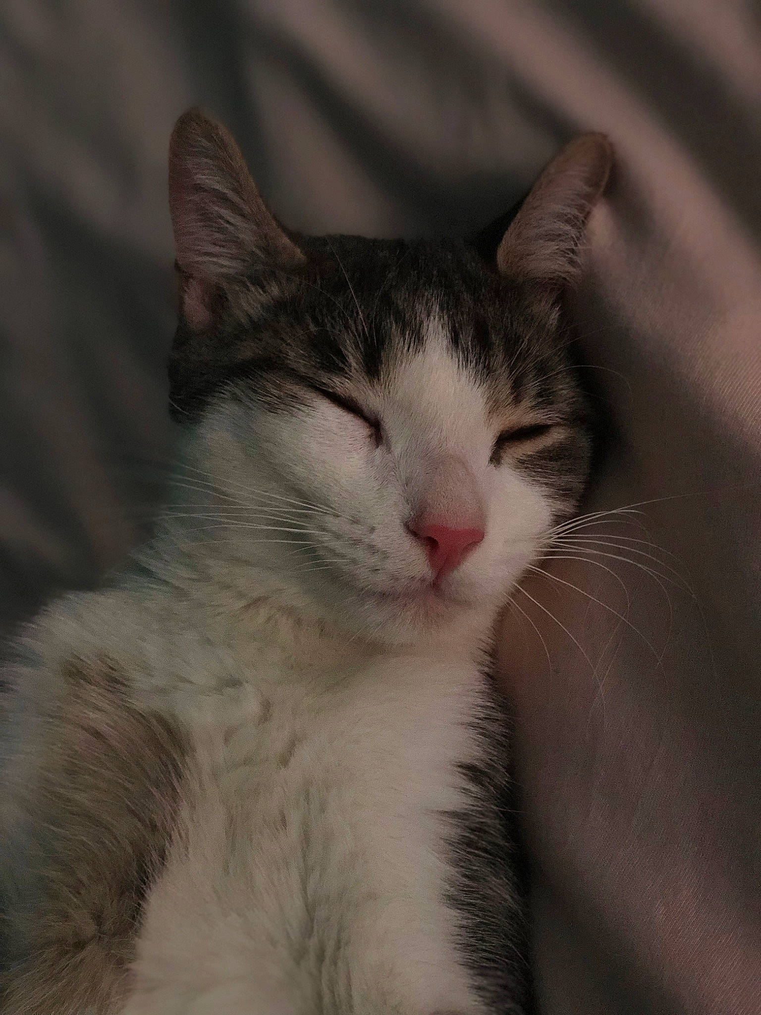 Oliver is registered to the contest to win money with this photo: carnivore, cat, domestic_short_haired_cat, eyelash, felidae, fur, paw, small_to_medium_sized_cats, snout, tail, terrestrial_animal, tree, whiskers, window