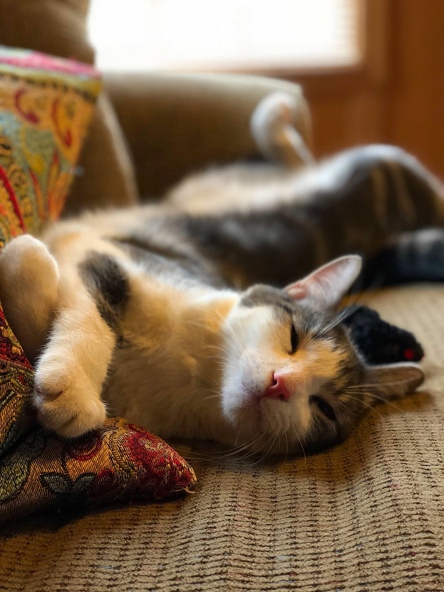 Oliver is registered to the contest to win money with this photo: canidae, carnivore, cat, claw, comfort, domestic_short_haired_cat, fawn, felidae, floor, flooring, foot, fur, hardwood, nap, paw, small_to_medium_sized_cats, snout, tail, whiskers, wood