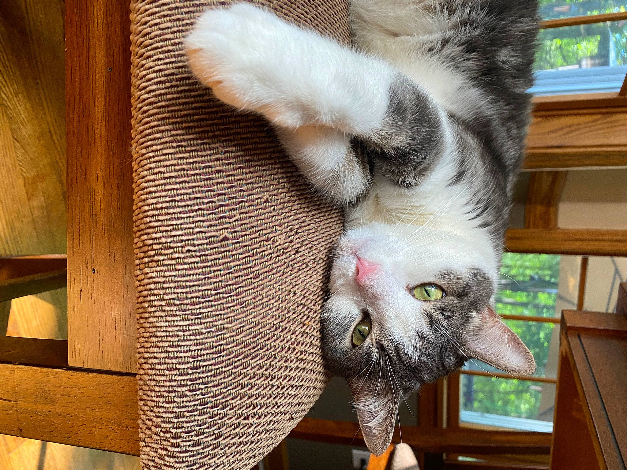 Oliver is registered to the contest to win money with this photo: animal_shelter, carnivore, cat, cat_supply, claw, domestic_short_haired_cat, felidae, fur, hardwood, mammal, paw, pet_supply, small_to_medium_sized_cats, snapshot, tail, vertebrate, whiskers, wood