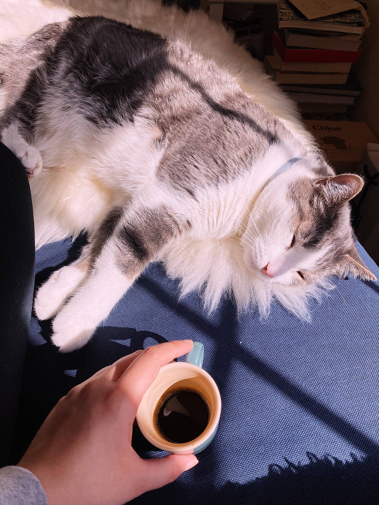 Oliver joined the competition — help win amazing prizes! carnivore, cat, claw, coffee, comfort_food, cup, domestic_short_haired_cat, drinking, drinkware, felidae, fur, gesture, nail, paw, serveware, small_to_medium_sized_cats, snout, tableware, tail, whiskers