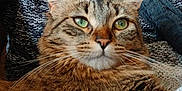 Misty participe au concours pour gagner de l'argent avec cette photo : animal, cat, closeup, cozy, cute, domestic_cat, face, feline, fur, green_eyes, indoor, knitted_sweater, lap, person, pet, portrait, relaxing, scarf, tabby_cat, whiskers