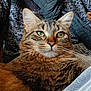 animal, cat, closeup, cozy, cute, domestic_cat, face, feline, fur, green_eyes, indoor, knitted_sweater, lap, person, pet, portrait, relaxing, scarf, tabby_cat, whiskers