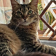 Misty a rejoint le concours — aidez-le/la à gagner de superbes lots ! animal, cat, closeup, ears, feline, fur, green_eyes, home, indoor, lattice, looking, pet, plant, relaxed, resting, sunlight, tabby_cat, tail, whiskers, window