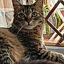 animal, cat, closeup, ears, feline, fur, green_eyes, home, indoor, lattice, looking, pet, plant, relaxed, resting, sunlight, tabby_cat, tail, whiskers, window