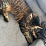 Misty participe au concours pour gagner de l'argent avec cette photo : animal, cat, couch, cozy, domestic, feline, fur, furniture, grey, home, indoor, laying, paw, pet, relaxed, resting, sofa, striped, tabby, whiskers