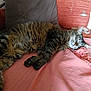 Misty a rejoint le concours — aidez-le/la à gagner de superbes lots ! animal, blanket, cat, comfort, cozy, cushion, cute, fur, furry, home, indoor, nap, pet, pillow, relaxation, resting, sleeping, soft, tabby, whiskers