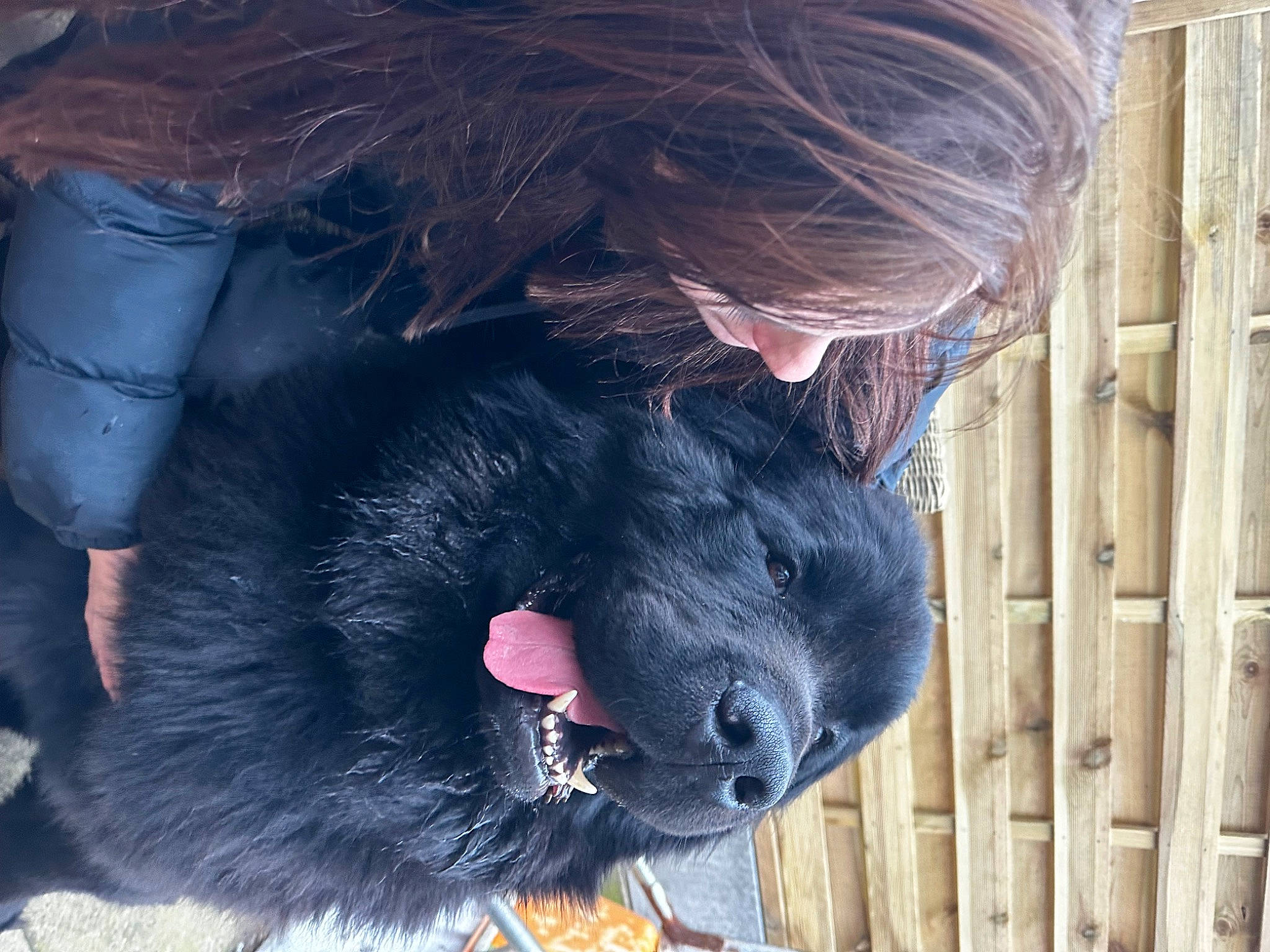 Odin joined the competition — help win amazing prizes! canidae, carnivore, claw, companion_dog, dog, dog_breed, electric_blue, fang, fur, gesture, jaw, liver, paw, pet_supply, snout, sporting_group, terrestrial_animal, whiskers, wood, working_animal