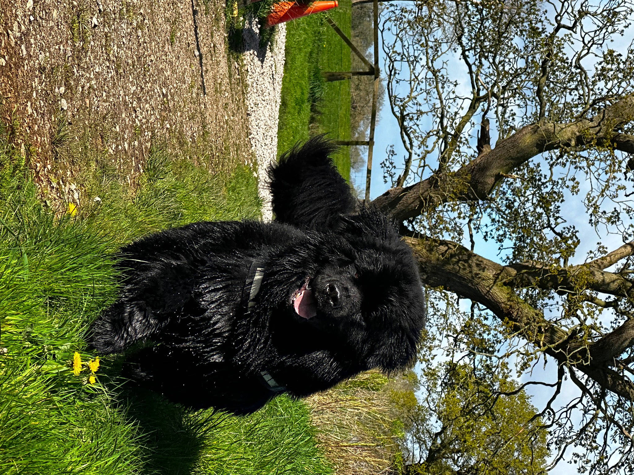 Odin joined the competition — help win amazing prizes! canidae, carnivore, dog_breed, domestic_rabbit, fur, grass, groundcover, plant, rabbits_and_hares, shrub, sky, snout, soil, sporting_group, tail, terrestrial_animal, tree, trunk, twig, working_animal