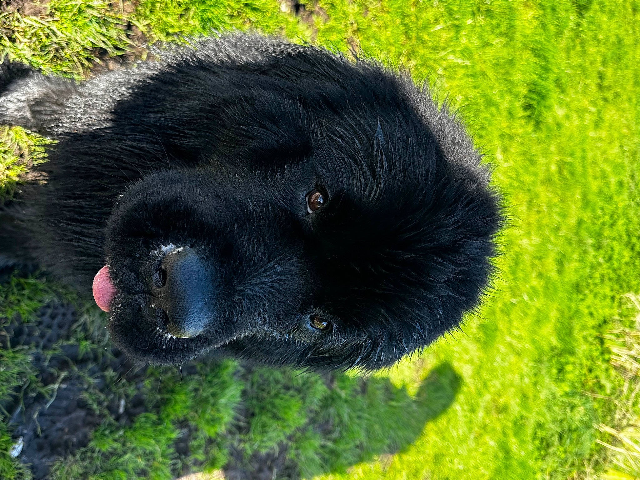 Odin is registered to the contest to win money with this photo: borador, canidae, carnivore, dog, dog_breed, fur, grass, grassland, groundcover, plant, snout, sporting_group, terrestrial_animal, tree, wildlife, working_animal