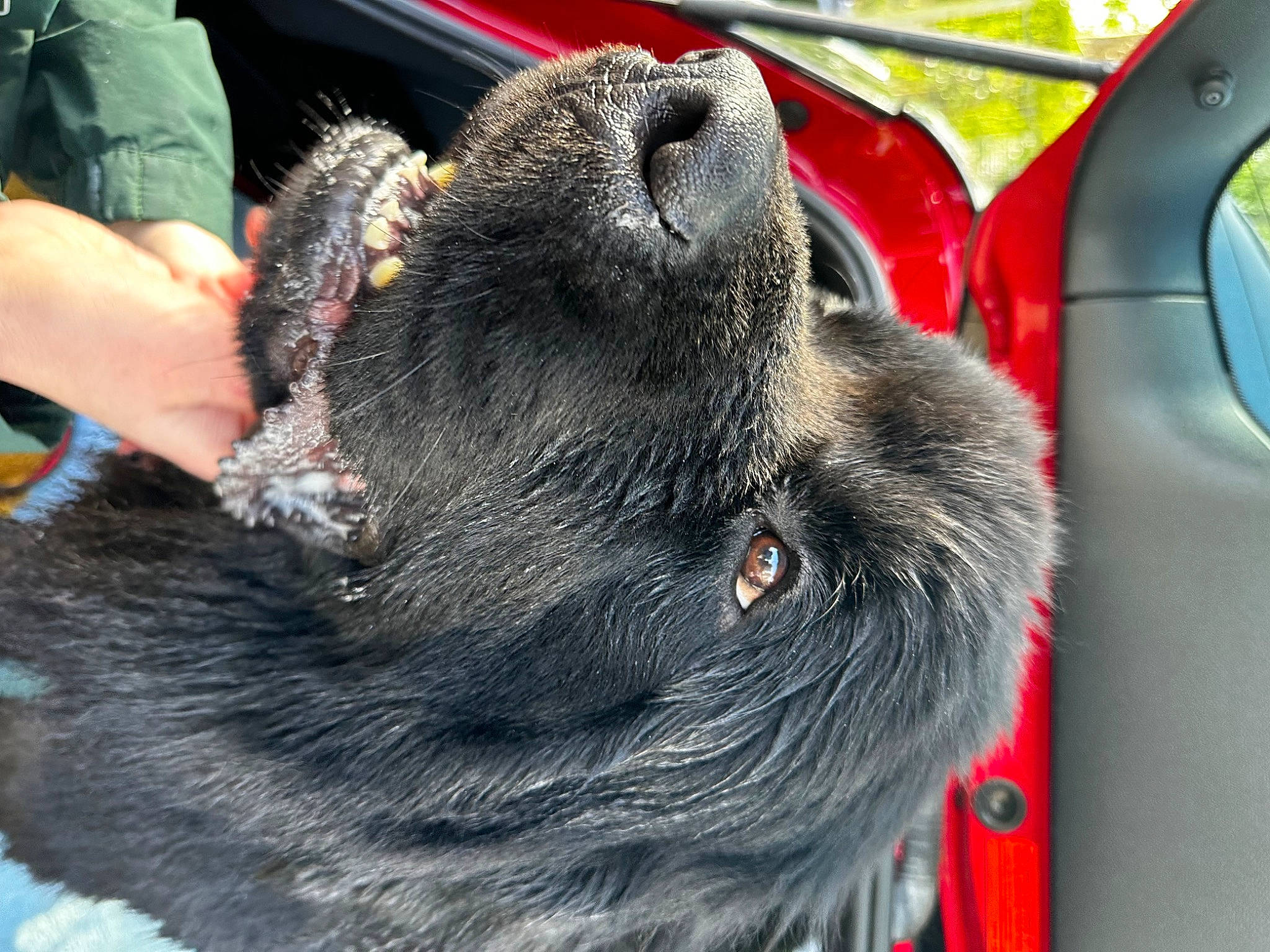 Odin joined the competition — help win amazing prizes! auto_part, canidae, carnivore, collar, companion_dog, dog, dog_breed, dog_collar, fawn, fur, motor_vehicle, non_sporting_group, snout, sporting_group, vehicle_door, whiskers, windshield, working_animal, working_dog