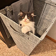 Lulu is registered to the contest to win money with this photo: kitten, cat, pet, animal, indoor, laundry_basket, carpet, furniture, cute, fur, white, black, paw, eyes, curious, small, young, home, surprised, basket