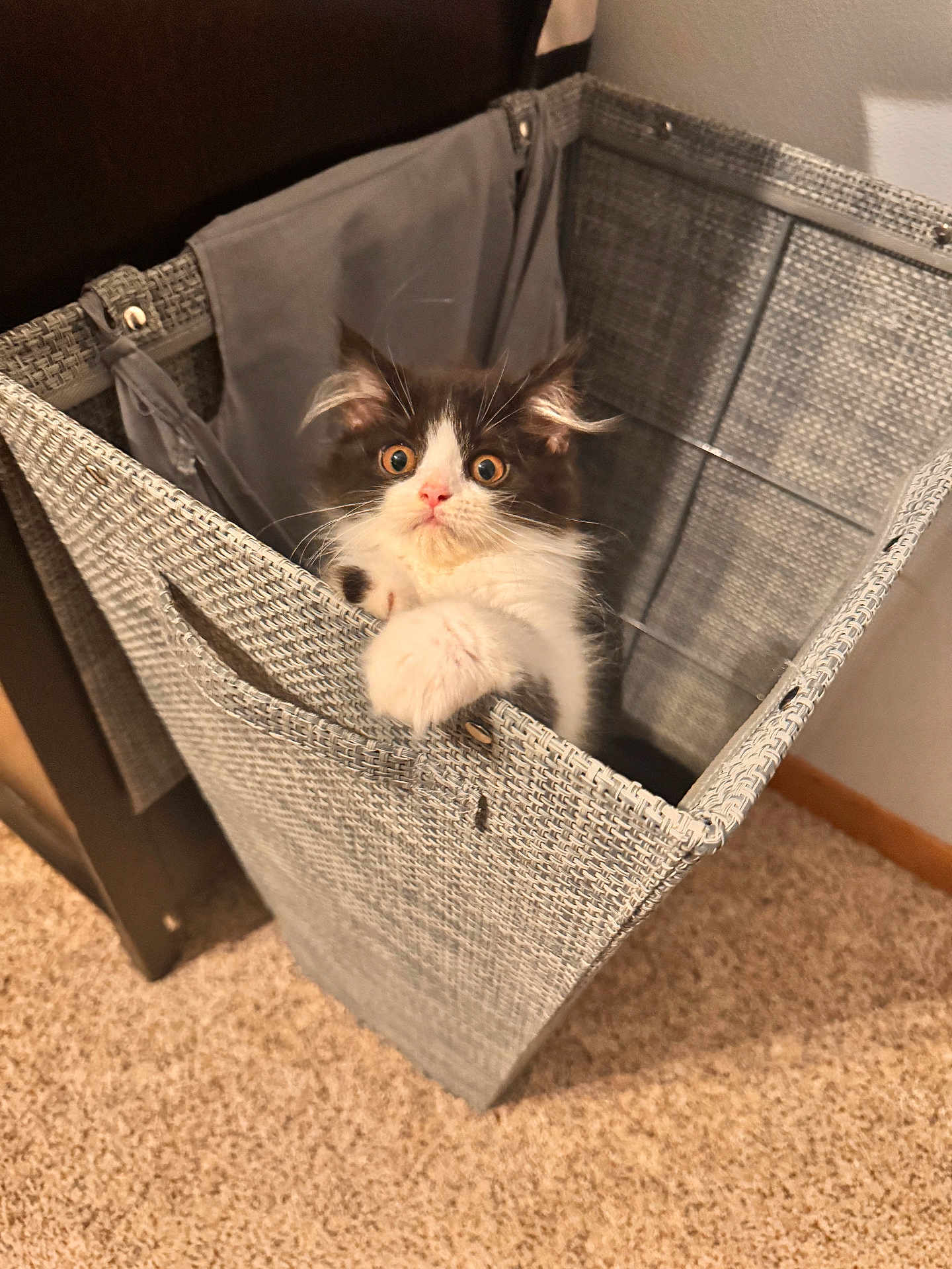 Lulu is registered to the contest to win money with this photo: kitten, cat, pet, animal, indoor, laundry_basket, carpet, furniture, cute, fur, white, black, paw, eyes, curious, small, young, home, surprised, basket