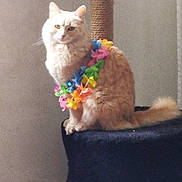 Nala a rejoint le concours — aidez-le/la à gagner de superbes lots ! cat, feline, pet, indoor, portrait, fluffy, cream_colored, flower_lei, lei, scratching_post, perched, tail, whiskers, looking_at_camera, sitting, furniture, cozy, domestic_animal, closeup, calm