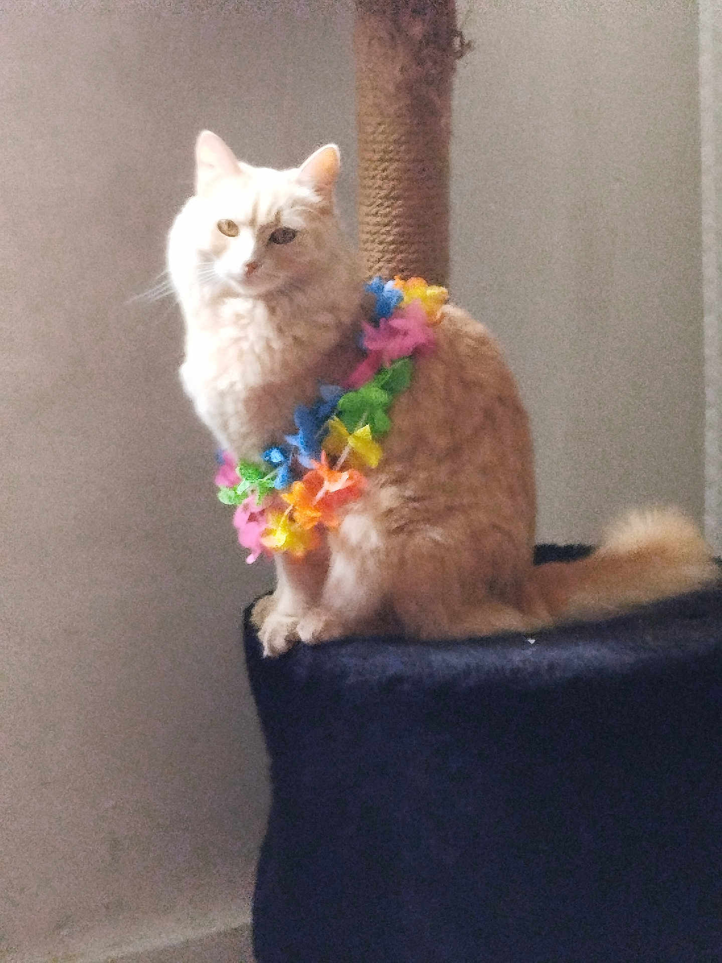 Nala a rejoint le concours — aidez-le/la à gagner de superbes lots ! cat, feline, pet, indoor, portrait, fluffy, cream_colored, flower_lei, lei, scratching_post, perched, tail, whiskers, looking_at_camera, sitting, furniture, cozy, domestic_animal, closeup, calm