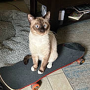 Spazz joined the competition — help win amazing prizes! cat, siamese_cat, skateboard, indoor, floor, blanket, table, book, rug, carpet, pet, animal, furniture, curious, paws, whiskers, eyes, brown, white, cozy