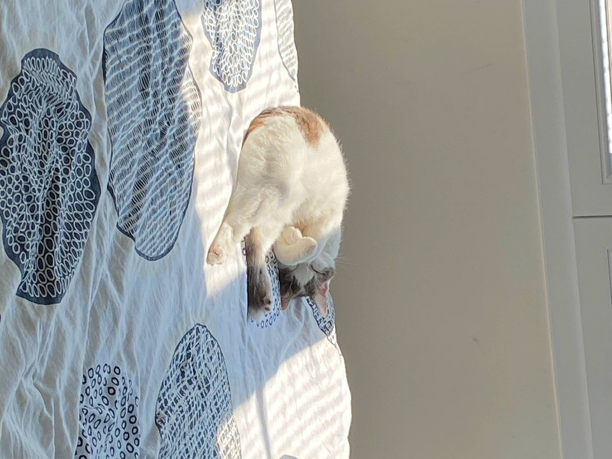 Princesse participe au concours pour gagner de l'argent avec cette photo : art, domestic_short_haired_cat, fawn, felidae, fur, grey, linens, needlework, pattern, porcelain, room, sleeve, small_to_medium_sized_cats, t_shirt, tail, visual_arts, wall, whiskers, wood, wool