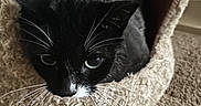 Millie is registered to the contest to win money with this photo: cat, black_cat, white_whiskers, cat_cave, pet, indoor, carpet, cozy, feline, whiskers, curious, animal, cute, fur, black_fur, white_fur, resting, home, soft_texture, close_up