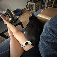 Millie is registered to the contest to win money with this photo: cat, black_cat, person, legs, couch, living_room, table, remote_control, water_bottle, carpet, cat_paw, furniture, relaxing, indoors, home, pet, resting, casual, comfortable, animal