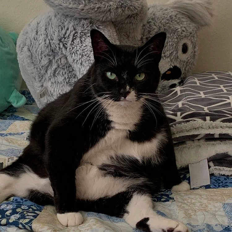 Millie joined the competition — help win amazing prizes! cat, black_and_white, tuxedo_cat, sitting, relaxed_pose, bed, quilt, blue, patterned, plush_toy, koala, pillow, indoor, pet, feline, whiskers, cute, fur, animal, resting