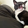 Millie joined the competition — help win amazing prizes! cat, black_and_white, pet, animal, whiskers, teeth, yawning, lying_down, leather, couch, indoor, feline, closeup, fur, expression, paw, resting, domestic_animal, mammal, cute
