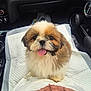 Moca participe au concours pour gagner de l'argent avec cette photo : dog, puppy, shih_tzu, cute, fluffy, tongue_out, car_interior, dashboard, lap, travel_pad, white_and_brown_fur, sitting, pet, eyes, nose, passenger, small_dog, adorable, seat, cozy